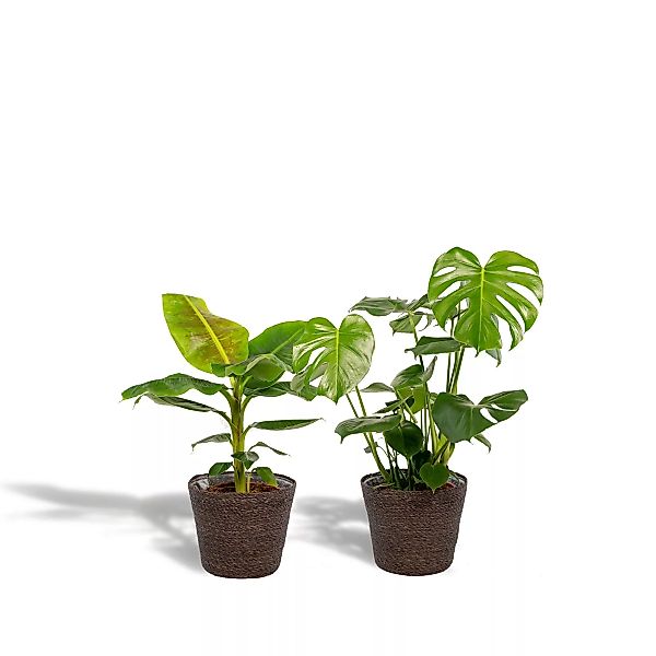 Hello Plants | Set mit 2 Zimmerpflanzen im Korb – Monstera & Bananenpflanze günstig online kaufen