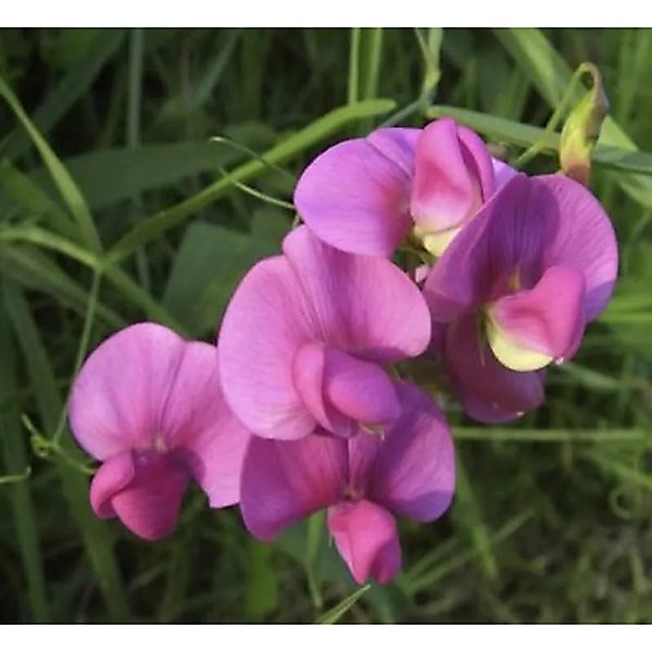 Staudenwicke Rosa Perle - Lathyrus,atifolius günstig online kaufen