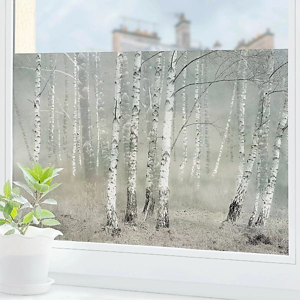 Fensterfolie Ruhender Birkenwald günstig online kaufen