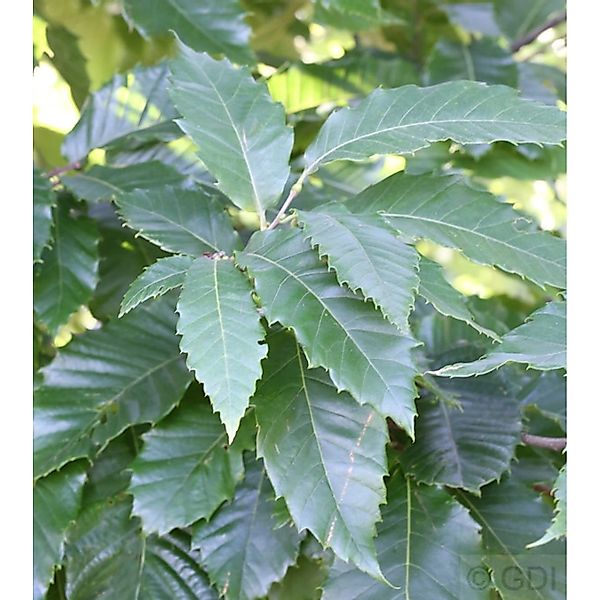 Eßkastanie 80-100cm - Castanea sativa günstig online kaufen