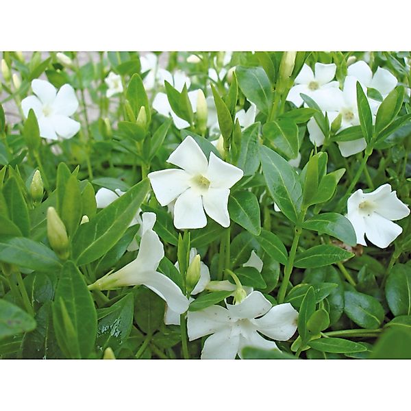 Immergrün Alba Weiß Topf-Ø ca. 9 cm Vinca minor günstig online kaufen