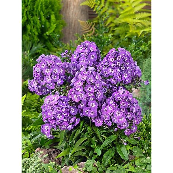 Phlox Paniculata Purple Kiss Flammenblume Ca. 11x11 cm Topf günstig online kaufen