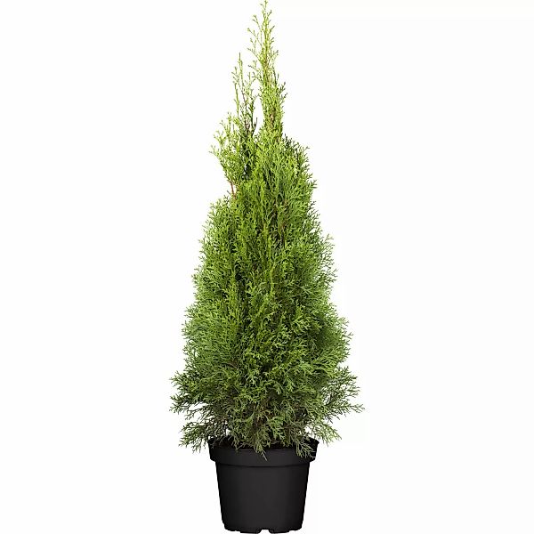 GROW by OBI Lebensbaum Smaragd Höhe ca. 80 - 100 cm Topf ca. 7,5 l Thuja günstig online kaufen