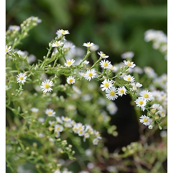 Myrtenaster Schneegitter - Aster ericoides günstig online kaufen