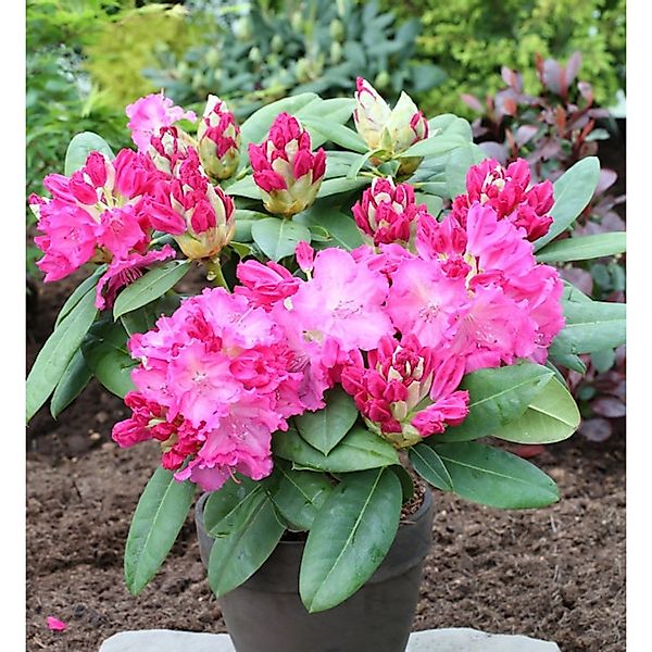 INKARHO - Großblumige Rhododendron Ariane IV 25-30cm - Alpenrose günstig online kaufen