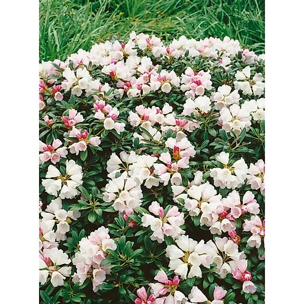Rhododendron Yakushimanum Weissenburg Weiß 40–50 cm günstig online kaufen