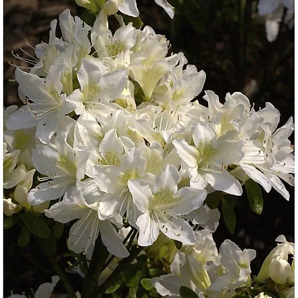 Japanische Azalee Palestrina 40-50cm - Rhododendron obtusum - Zwerg Alpenro günstig online kaufen