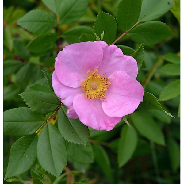 Glanzblättrige Rose 40-60cm - Rosa nitida günstig online kaufen