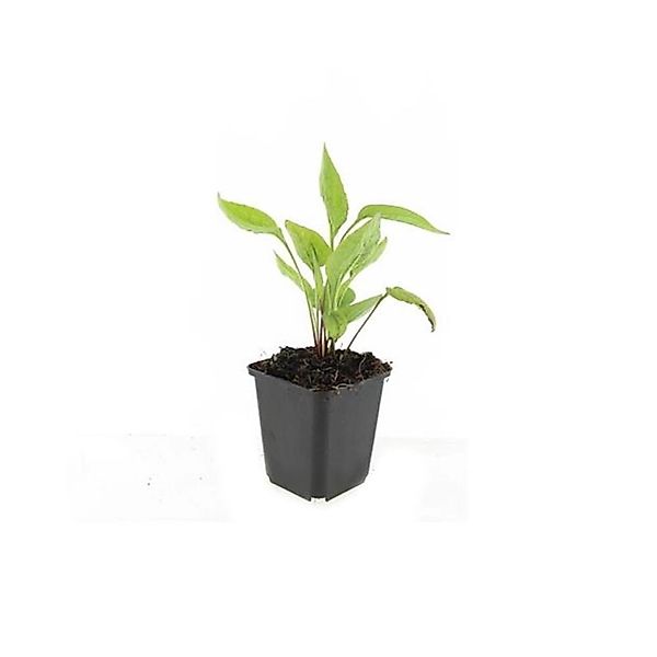 Exotenherz Zierstaude Sonnenhut Echinacea Purpurea White Swan 9cm Topf Set günstig online kaufen