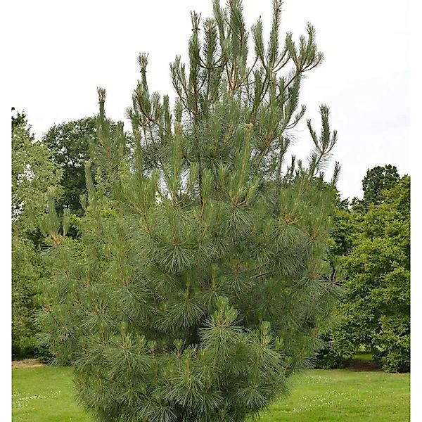 Strandkiefer 100-125cm - Pinus pinaster günstig online kaufen