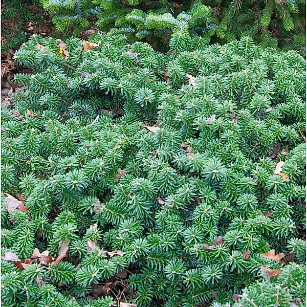 Flache Koreatanne Dark Hill 30-35cm - Abies koreana günstig online kaufen