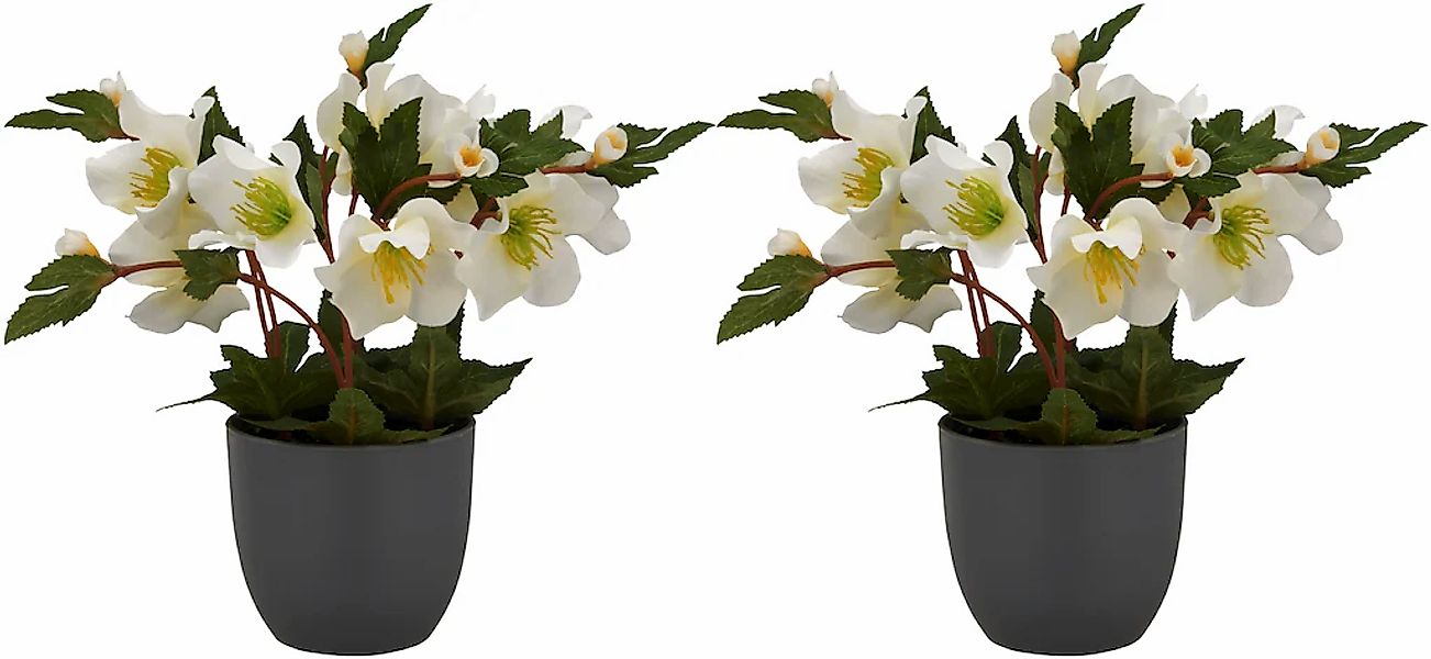 Creativ green Kunstblume "Christrose" günstig online kaufen