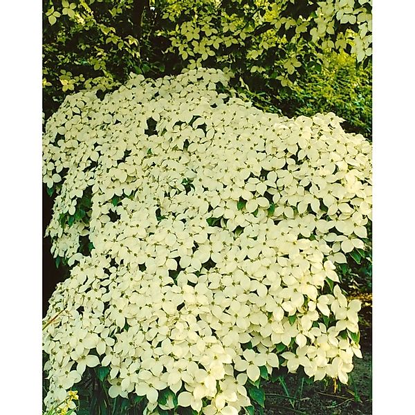 Cornus Kousa Chinensis Barmstedt Chinesischer Blumen-Hartriegel 125–150 cm günstig online kaufen