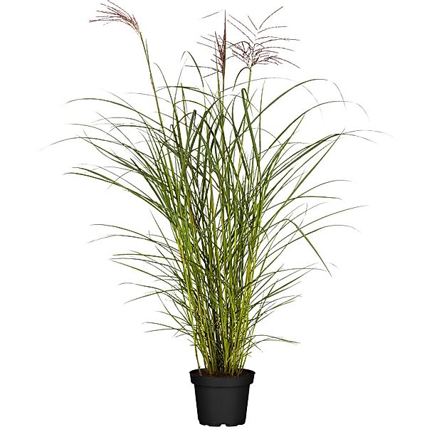 GROW by OBI Chinaschilf Ferner Osten Topf-Ø ca. 22 cm Miscanthus sinensis günstig online kaufen