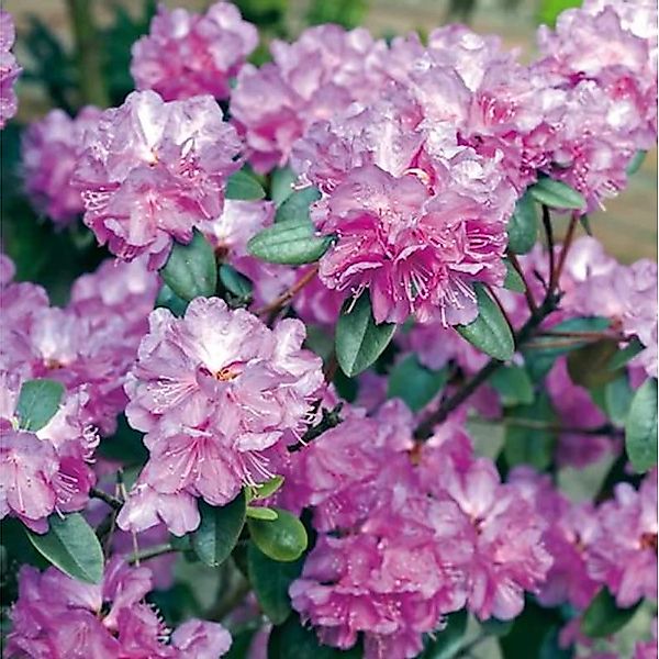 Zwerg Rhododendron P. J. Mezitt 30-40cm - Rhododendron impeditum - Zwerg Al günstig online kaufen