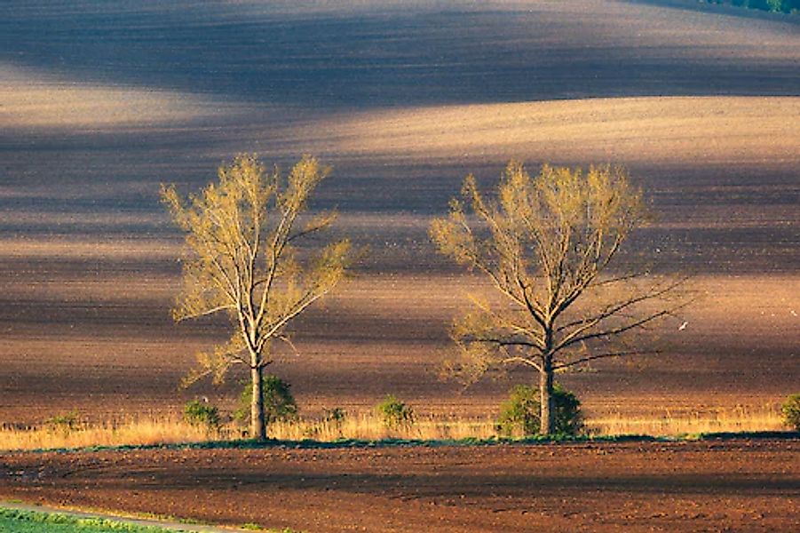 Papermoon Fototapete »Bäume in Fledern« günstig online kaufen