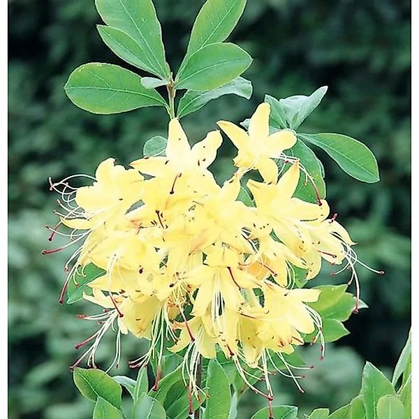 Rhododendron Lemon Drop 25-30cm - Rhododendron viscosum günstig online kaufen