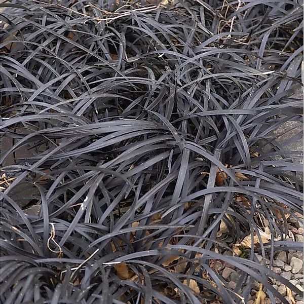 Dunkelblättriger Schlangenbart Black Dragon - Ophiopogon planiscapus günstig online kaufen