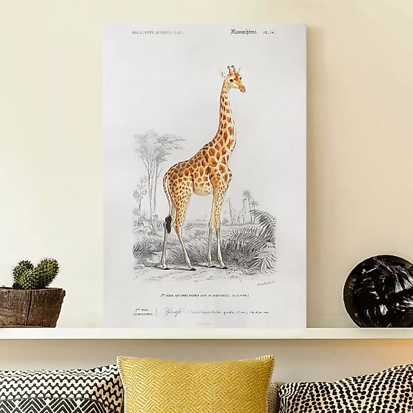 Leinwandbild Vintage Lehrtafel Giraffe günstig online kaufen
