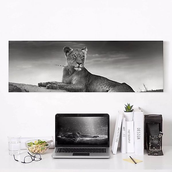 Leinwandbild Tiere - Panorama Resting Lion günstig online kaufen