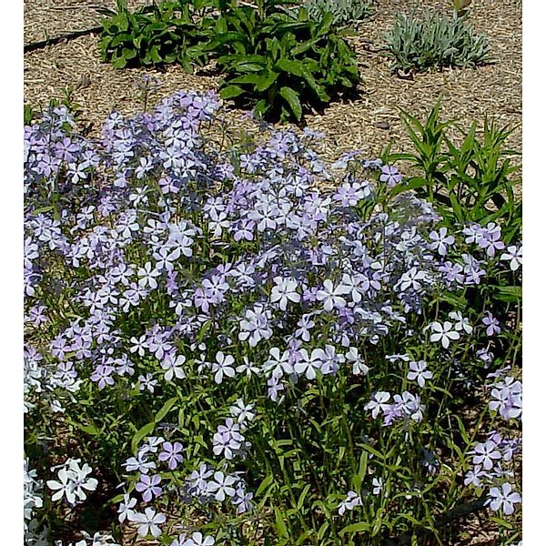 Niedrige Flammenblume Clouds of Perfume - Phlox divaricata günstig online kaufen