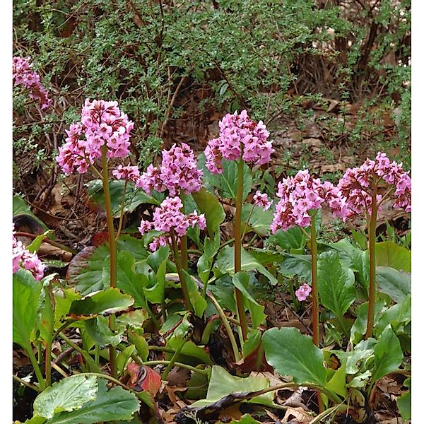 Bergenie Pink Dragonfly - Bergenia cordifolia günstig online kaufen