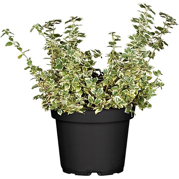 Weißbunte Kriechspindel Emerald Gaiety Topf-Ø ca. 9 cm Euonymus fortunei günstig online kaufen