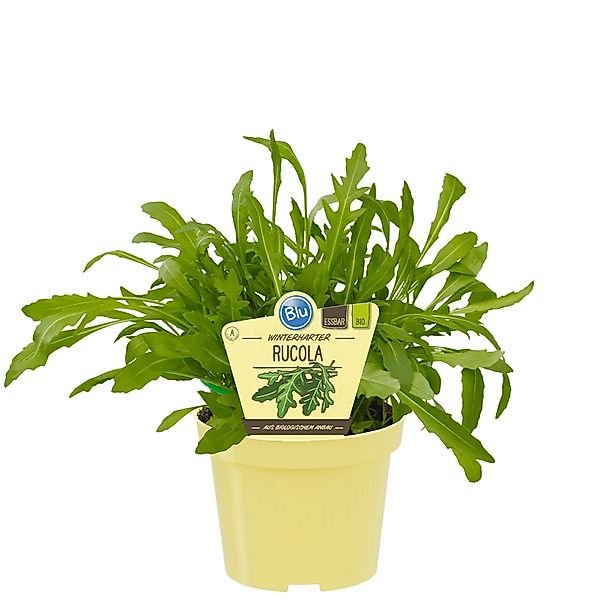 Blu Bio-Rucola Topf-Ø ca. 12 cm Diplotaxis günstig online kaufen