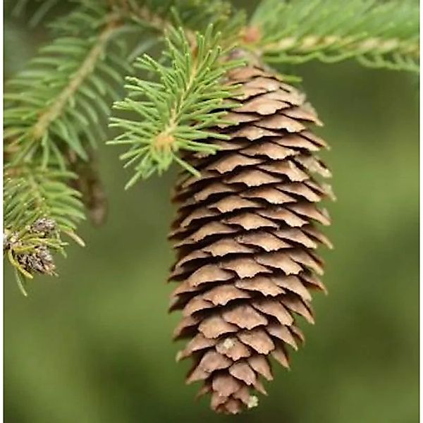 Rotfichte 80-100cm - Picea abies günstig online kaufen