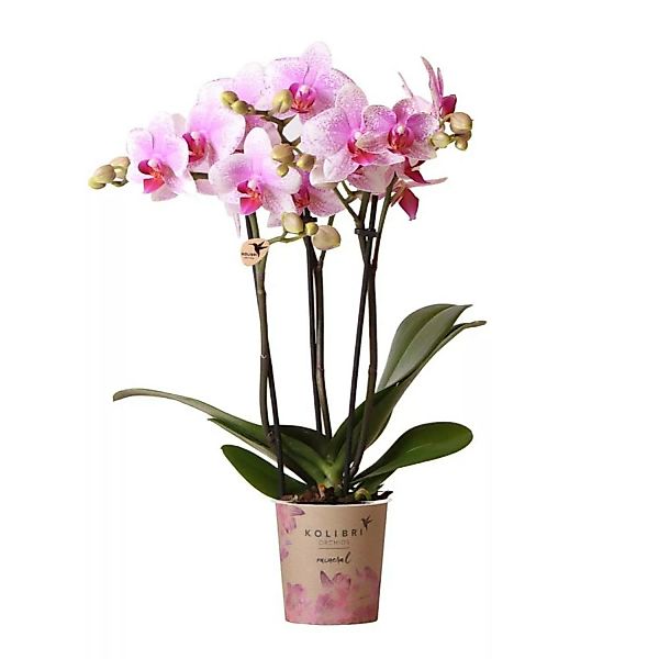 Kolibri Orchids Rosa Phalaenopsis Orchidee Mineral Rotterdam Topfgröße 9cm günstig online kaufen