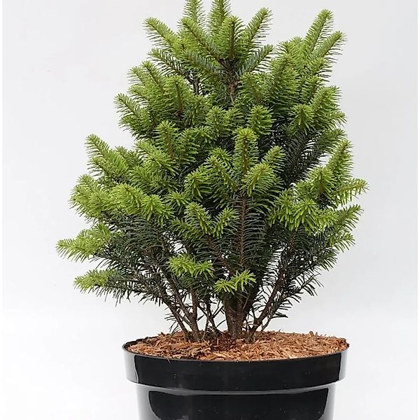 Weiß-Tanne Pyramidalis 40-50cm - Abies alba Pyramidalis günstig online kaufen