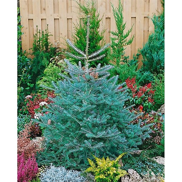 Abies Koreana Inga Koreanische Tanne Kompakt 70–80 cm günstig online kaufen