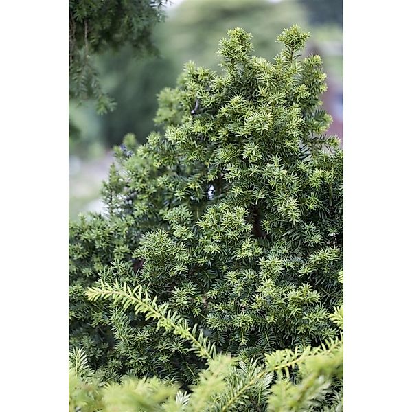 Taxus baccata 'Golden Crown' 20-25 cm günstig online kaufen