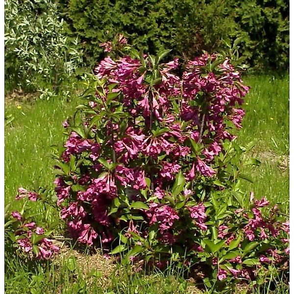 Hochstamm Liebliche Weigelie Big Love 80-100cm - Weigela florida günstig online kaufen