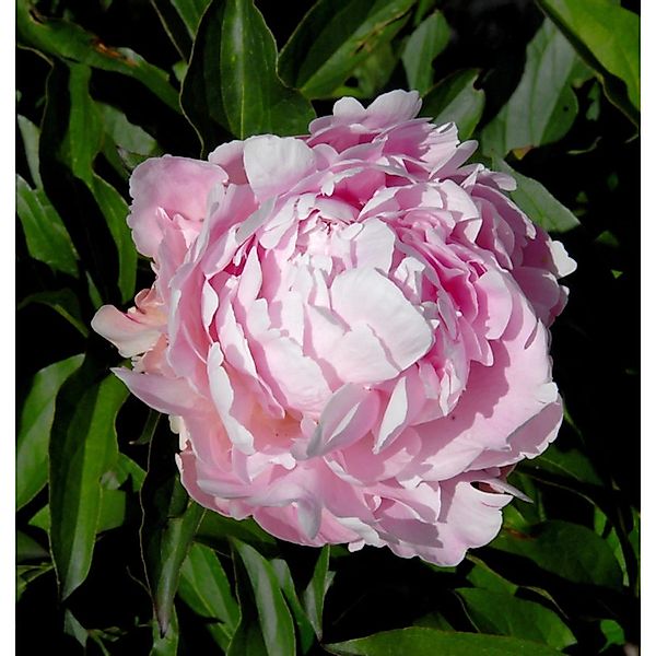 Edelpfingstrose Lady Alexandra Duff - Paeonia lactiflora günstig online kaufen