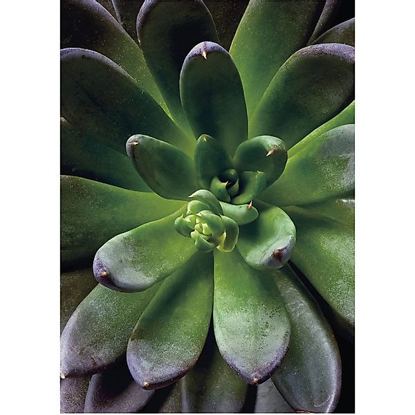 Komar Wandbild Succulent Single 30 x 40 cm günstig online kaufen