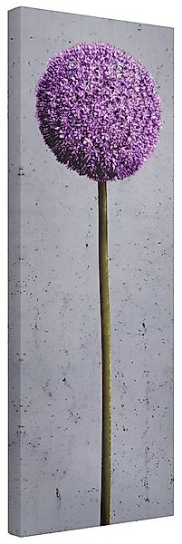 Bilderdepot24 Leinwandbild Blumen Modern Natur Allium Kugel-Blüten lila Bil günstig online kaufen