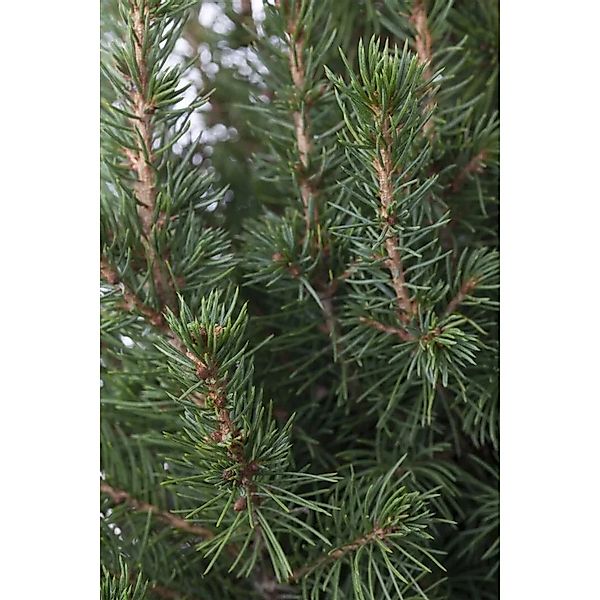 Picea Glauca Conica Zuckerhutfichte 100–125 cm günstig online kaufen