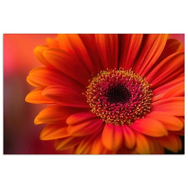 MuchoWow Poster Orange - Gerbera - günstig online kaufen