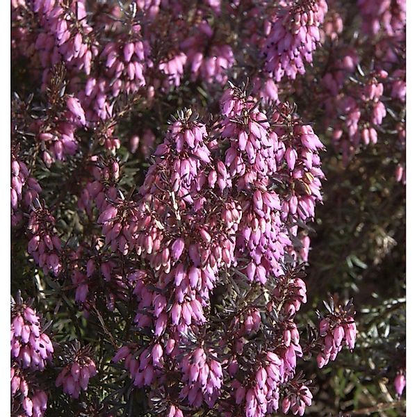 10x Winterheide Vivellii - Erica carnea günstig online kaufen