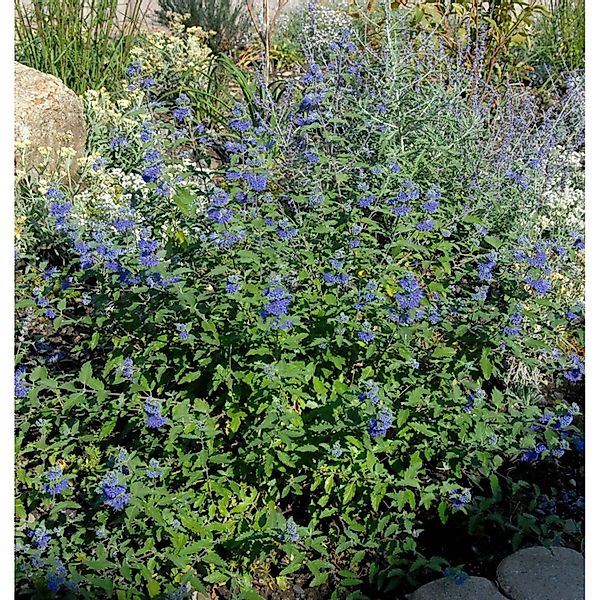 Bartblume Dark Knight 40-60cm - Caryopteris clandonensis günstig online kaufen