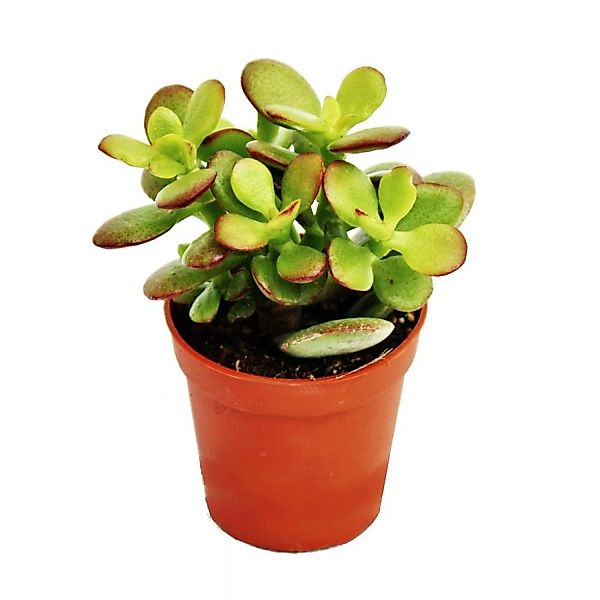 Exotenherz Crassula Portulacea Minor Pfennigbaum im 8,5cm Topf günstig online kaufen