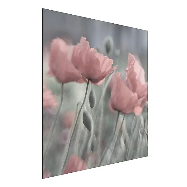 Alu-Dibond Bild Blumen - Quadrat Malerische Mohnblumen günstig online kaufen