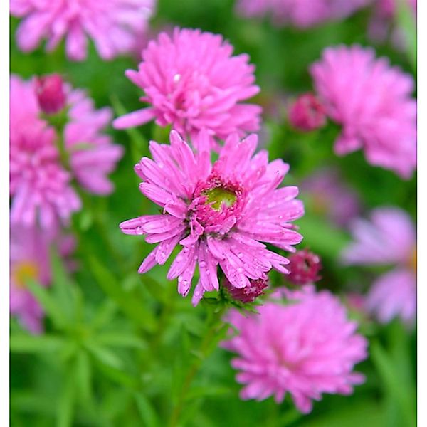 Rauhblattaster Rosa Perle - Aster novae angliae günstig online kaufen