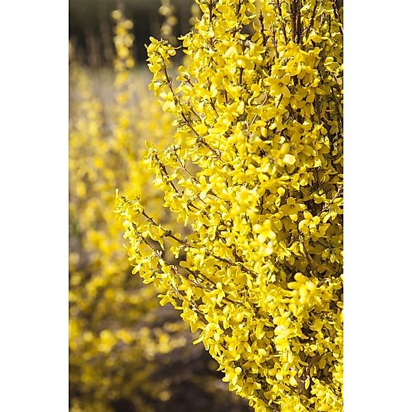 Forsythia Week-End -R- Forsythie Leuchtend Gelb 60–80 cm günstig online kaufen