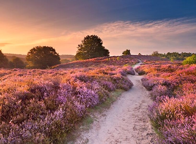 Papermoon Fototapete »Blooming Heather at Sunrise« günstig online kaufen