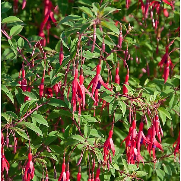 Fuchsie Gracilis - Fuchsia magellanica günstig online kaufen