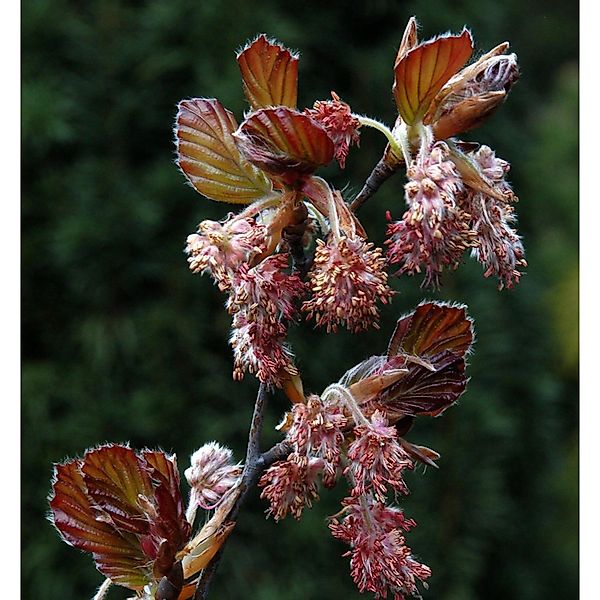 Rotlaubige Buche Long Red 30-40cm - Fagus sylvatica günstig online kaufen