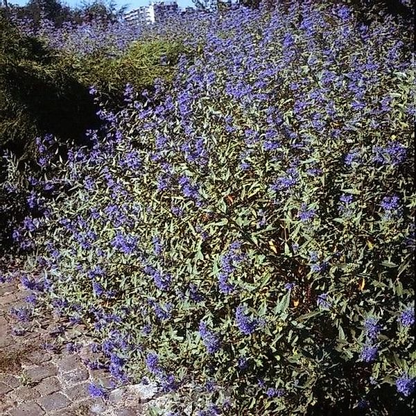 Bartblume Sterling Silver 30-40cm - Caryopteris clandonensis günstig online kaufen