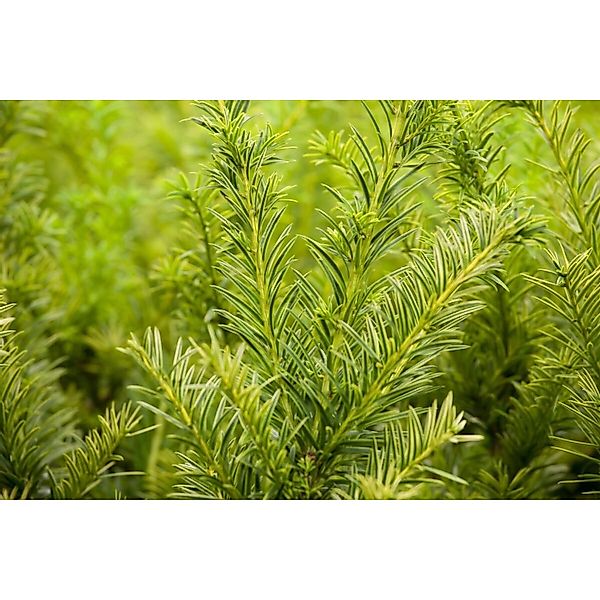 Taxus baccata 'Semperaurea' 20-25 cm günstig online kaufen